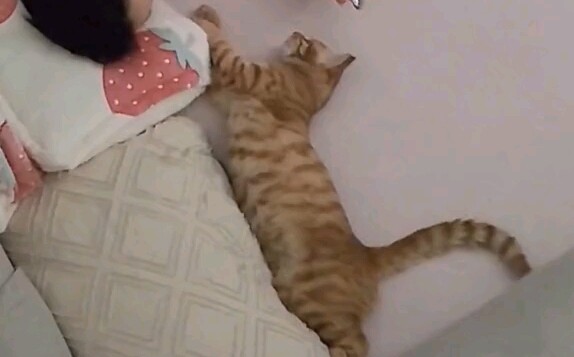When the cat sleeping next to you suddenly stops moving