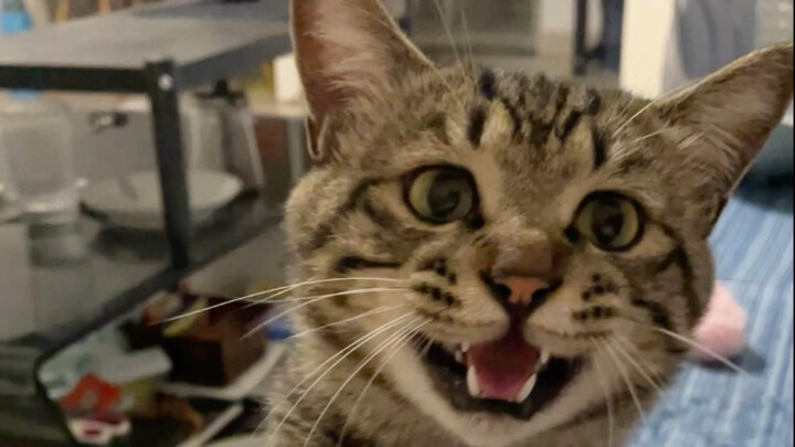 Play with me! I’m home from work—why aren’t you playing with me yet?
