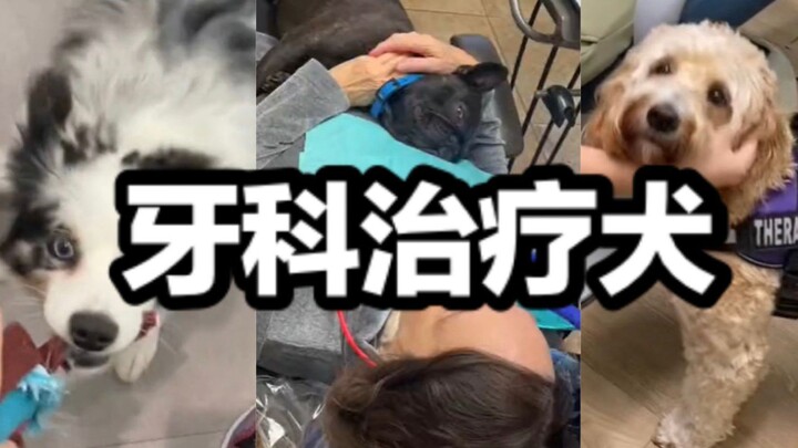 Keseharian Para Anjing yang Bertugas dalam Perawatan Gigi