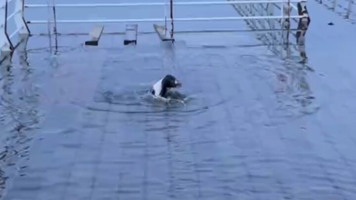 What kind of dog is this?