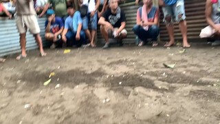 naka chamba ang puti