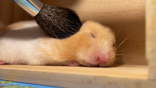 【Hamster】Fell asleep comfortably~