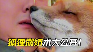 娱乐鲜报##狐狸设定也太好代