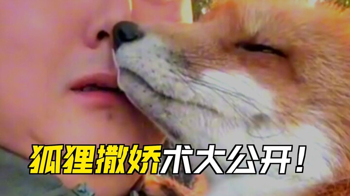 Tin tức giải trí mới nhất##Thiết lập cáo quá dễ thương