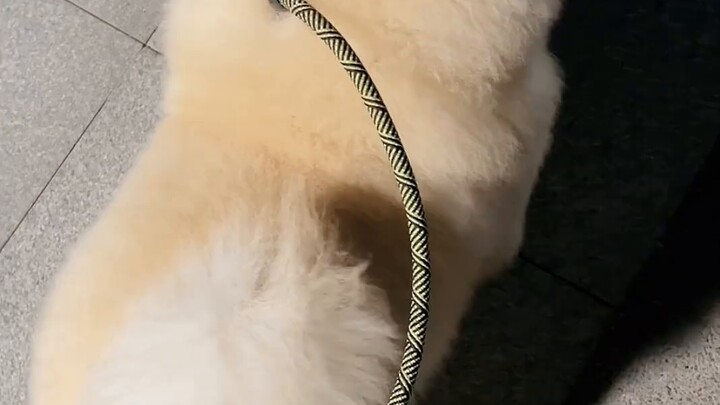 Every time I walk my dog, I feel quite safe.