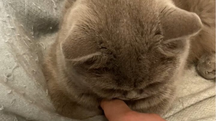 Kéo tay đang ôm mèo ra nào!