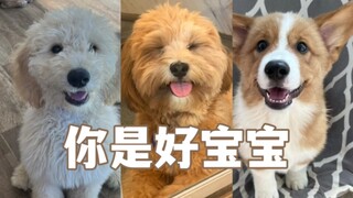 狗狗们被夸是好宝宝之后的反应