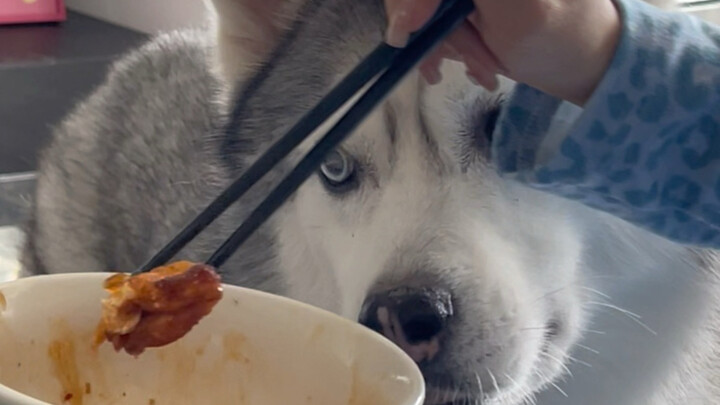 How much the dog is looking forward to every bite you take