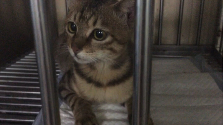 Kucing yang Sangat Mencintai Manusia Itu Sakit