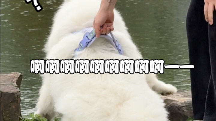 Only dog owners know the value of this pull!!!