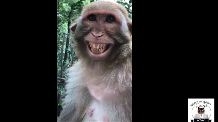 Lamebrain Animal Moments and Monkey Business Compilation of the Most Hilarious C