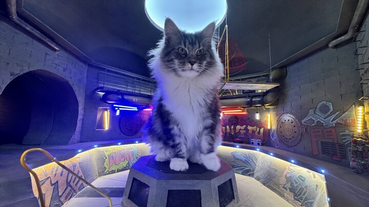 A dungeon was built in the cat's house