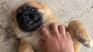 Anak anjing Sheniu dipukuli oleh Xiao Huang dan begitu ketakutan sehingga dia tidak berani memakan b