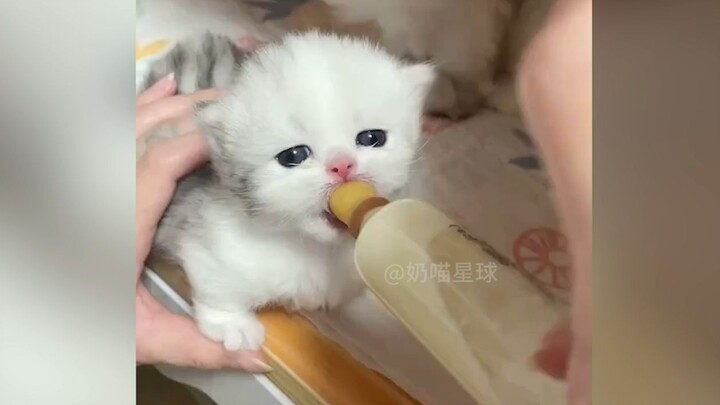 “Milky-flavored Xiaobiga~”