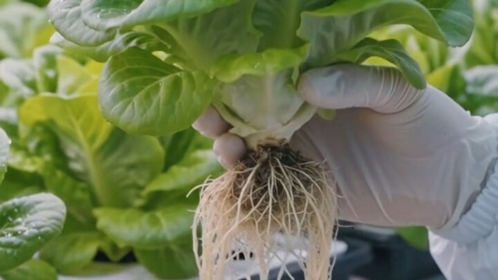 Farming Inside Skyscrapers!  #Shorts