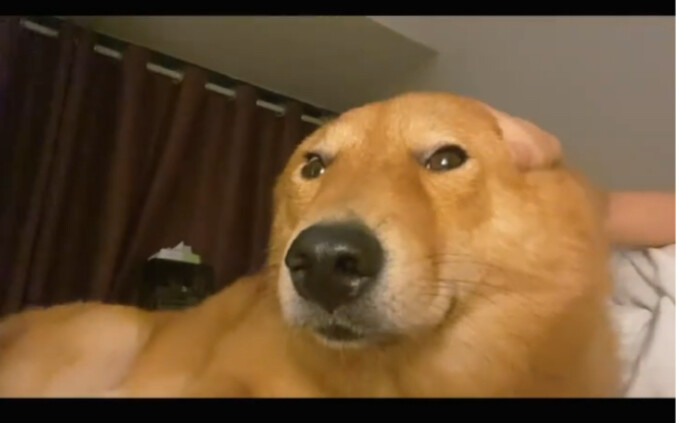 Gimana bisa tidur kalau belum ngocok Da Huang sebelum tidur?