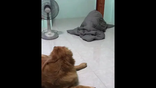 ไม่น่าเก็บนุดมาเลี้ยงเลย