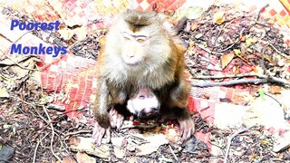 Adorable Monkey Monkey Lory Tries to Isolate Herself and Newborn Baby from Group of Monkey