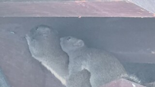 Proyek Wisata Khas Danau Barat Hangzhou