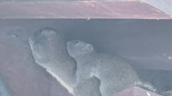 مشروع سياحي مميز في بحيرة غرب هانغتشو