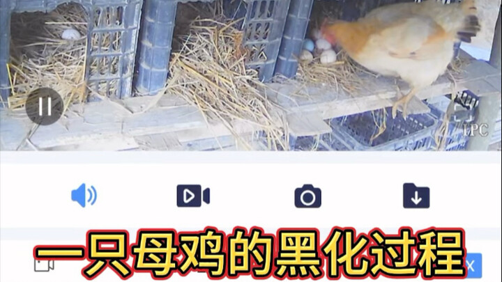 กระบวนการกลายเป็นตัวร้ายของแม่ไก่ตัวหนึ่ง ในเวลาเพียงสิบกว่าวัน จากไก่สาวแสนดีก็เปลี่ยนสภาพเป็นจอมตะ