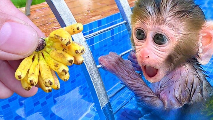 Monkey Baby Bon Bon เก็บกล้วยในสวนแล้วแหวกว่ายกับลูกบอลน้ำสีรุ้ง