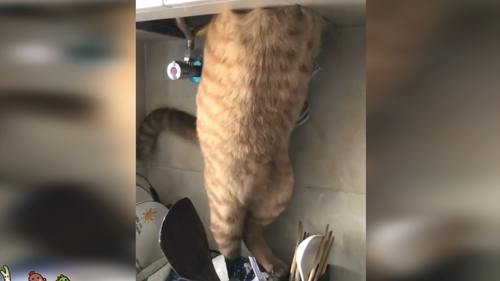 Master, if you can’t fix it, just stop! Cat: No worries, I’ve got it in a sec—just a sec!