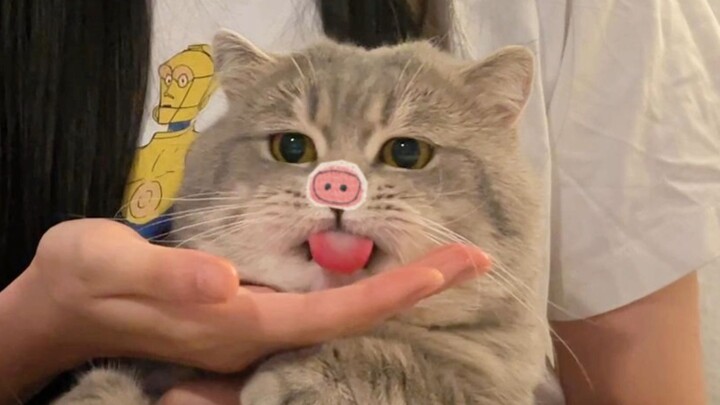 Just a piggy eating show