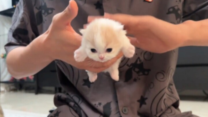 ‘🐱แมวก็ต้องเรอหลังกินนมเหมือนกัน นมล้นแล้ว!’