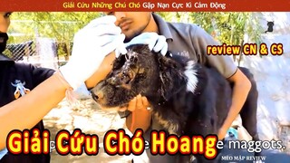 Giải Cứu Những Chú Chó Gặp Nạn Cực Kì Cảm Động || Review Con Người Và Cuộc Sống