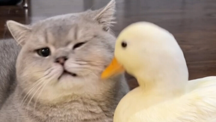 Just an Ordinary Duck Fighting Internal Friction