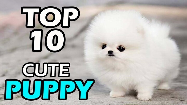 TOP 10 CUTE PUPPY BREEDS