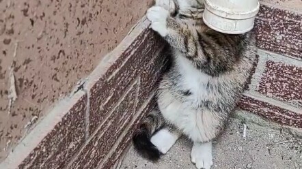 قطة مشردة صغيرة، ربما عمرها شهر أو شهرين، موجودة هنا منذ يومين! ما زالت تنُهِّق باستمرار، وواحدة منه