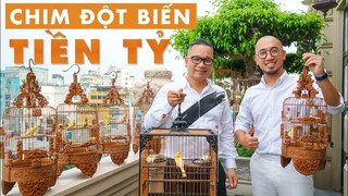 Thú chơi Tao Nhã & Xa Xỉ ĐỘC NHẤT VN ngốn HÀNG CHỤC TỶ của Ông Vua Chim Màu Chương Tailor