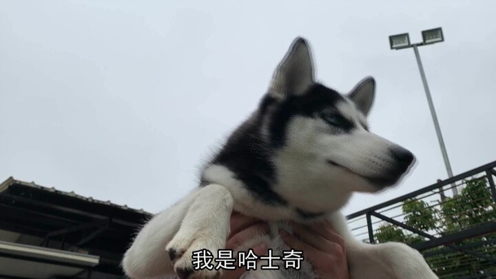 I heard Huskies are super vengeful creatures.