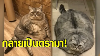 กลายเป็นดรามา! เจ้าของแมวอ้วนที่สุดในโลก ถูกกล่าวหาว่าขุนแมวให้อ้วน เรียกยอดไลค์