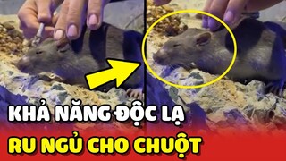 Độc lạ khả năng RU CHUỘT NGỦ có MỘT KHÔNG HAI của chàng trai 😂 | Yêu Lu