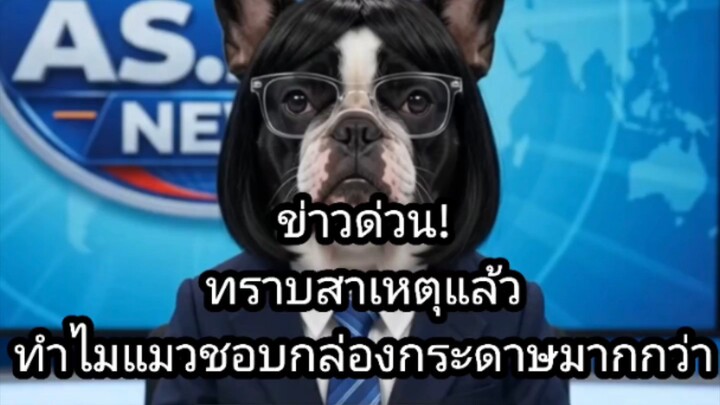 ‎[สำนักข่าว ASUJIAI] ข่าวด่วน! ทราบสาเหตุแล้ว ทำไมแมวชอบกล่องกระดาษมากกว่า #asujiai #funny #cat #dog
