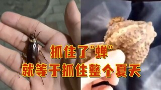 Catching a cicada means capturing the entire summer—but among netizens, everything can be "cicada."