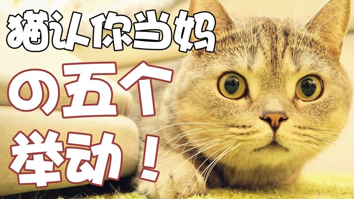 【柿子菌】当猫咪把你当父母时，一定会有这5个动作！千万留意观察。。