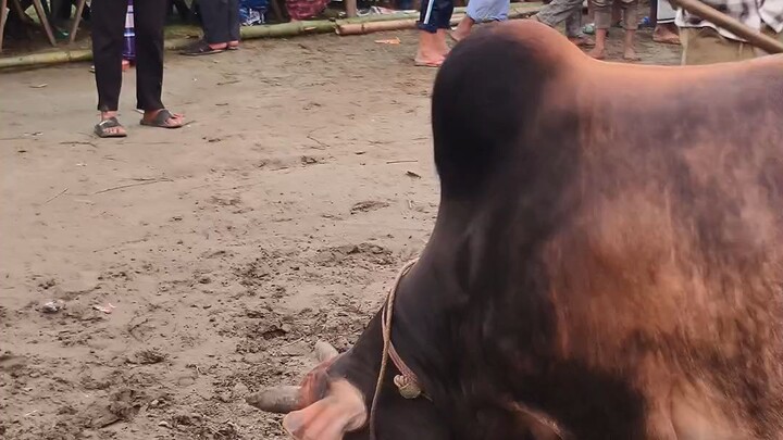 ভাই কত নিলো? p- 03 Bhai Koto Nilo? Qurbani Cow Price 2026 Bangladesh | Qurbani hat