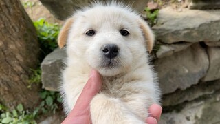 调皮狗子被老母鸡无情的伤害