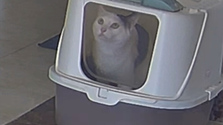 Ketika si pemilik tidak ada di rumah, terungkaplah keseharian si kucing!