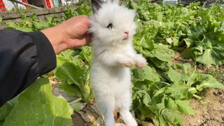 有人说兔子只吃草不喝水，这究竟是怎么一回事呢？