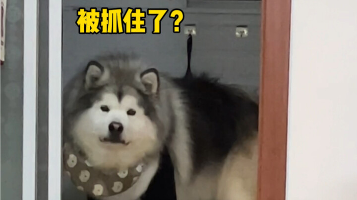 Finally filmed Xiao Honghong pretending to go to the bathroom!