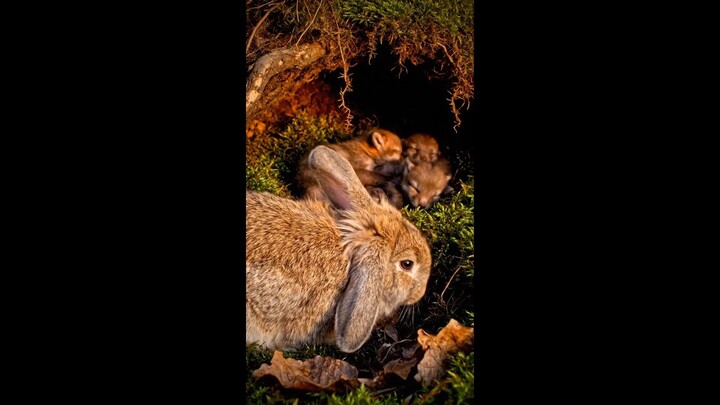 "Cozy Rabbit Burrow POV 🐰 | Relaxing Ambient Music & Gentle Nature Sounds |