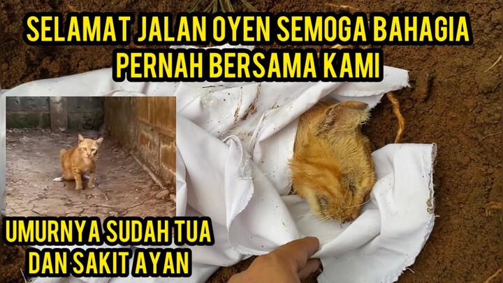 Hari raya Indul Fitri Kucing Cats Lovers Tv Ada Yang Meninggal Dunia Sesih Banget..!