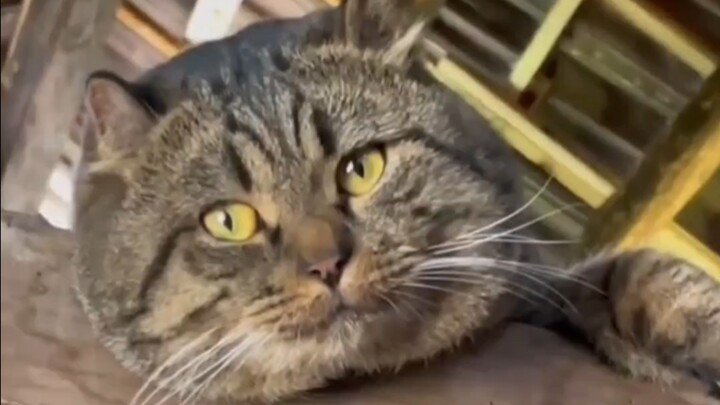 The Big Tabby Cat in the Old House