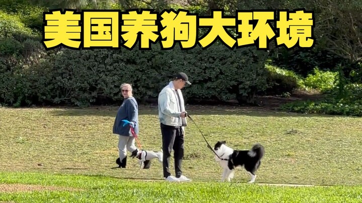 Bức tranh chung về văn hóa nuôi chó ở Mỹ mà tôi quan sát được