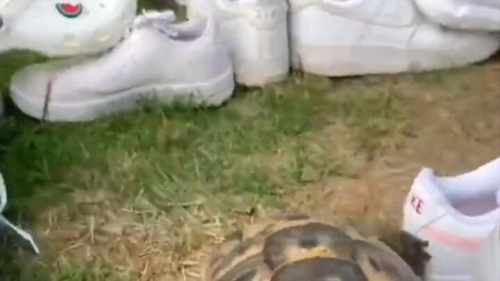 لا تزعج السلحفاة، فهي سلحفاة تحمل الضغينة!